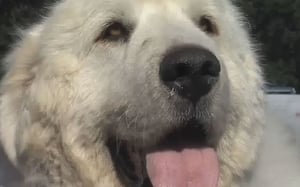 מוזר: כלב נבחר לראשות עיר במינסוטה
