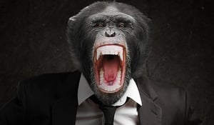 הזוי: זוג אמיד החליט להוריש את כל הונו לקוף