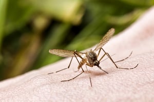 הגנטיקה אשמה. עקיצת יתושים
