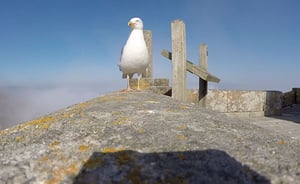 ממעוף הציפור, באמת: שחף חטף מצלמת GoPro בספרד