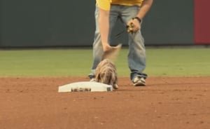 צפו: הכלב הקטן שיגע את שחקני הבייסבול