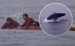 אימה: לוויתן ענק התנפל על קיאק באמצע שייט