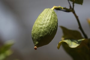 התפילה המיוחדת על האתרוג ליום ט"ו בשבט • הנוסח המלא