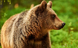 תיעוד קשה לצפייה: שיכור ליטף דוב ענק ואיבד יד