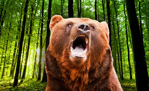 אזרחים תיעדו: דוב ענק מנסה לטרוף אדם ברוסיה