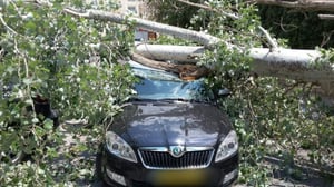 העץ שקרס על הרכב