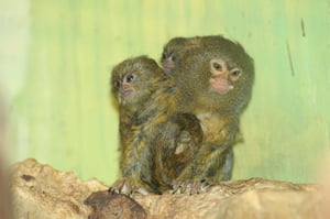 הקופים החמודים