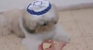 הכלב "היהודי": לא אוכל בשר וחלב יחד • צפו