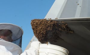 הדבורים במטוס