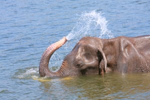 פיל מתרענן עם מים קרים. אילוסטרציה
