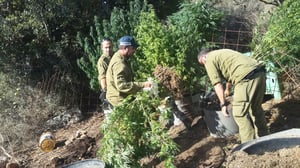 "יער" מריחואנה נחשף על ידי המשטרה