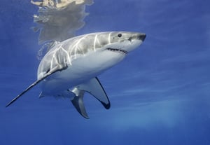דגו כרישים ללא אישור וישלמו אלפי שקלים