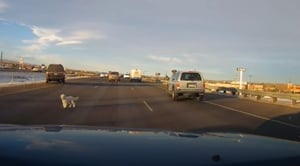 הכלבלב המבוהל על הכביש המהיר