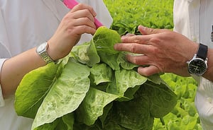 משגיח כשרות. אילוסטרציה