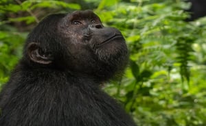 כך הגיבה השימפנזה שסירבה לאכול כשפגשה "ידיד"