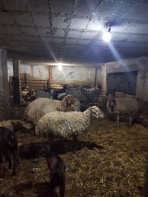 כוחות הביטחון איתרו עשרים כבשים גנובות