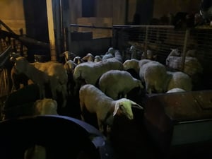 גנב 27 כבשים מיפיע ונתפס לאחר יומיים