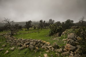 התחזית: בבוקר ובלילה - ירד גשם