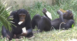 הקופים ו"שמחת המצות"