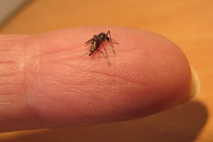 יתוש הטיגריס האסייאתי