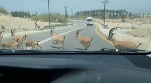 מיוחד: עדר יעלים חוצה את הכביש • צפו