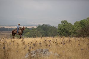 מגדל בקר בצפון הארץ