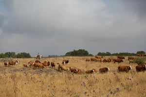 מגדלי בקר בצפון