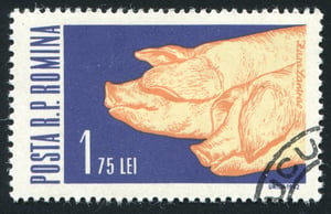 בול רומני שהונפק ב-1962 לכבוד החזירים
