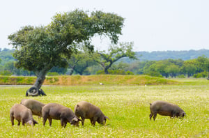 חזירים בספרד