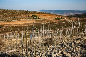 הגליל העליון השבוע