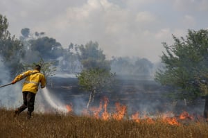 מחצית משטחי יערות בארי וכיסופים, נשרפו