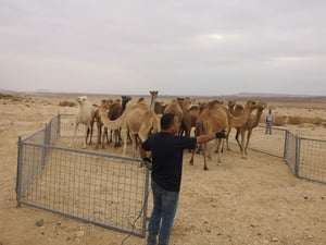 מבצע משטרתי: 22 גמלים משוטטים נתפסו