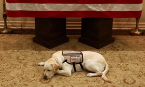 הכלב שריגש אומה שלימה: מיאן להיפרד מהנשיא בוש
