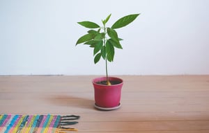 גם יפה וגם אופה: איך מגדלים אבוקדו בבית