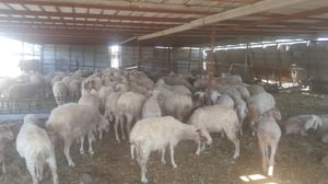 מכר עדר כבשים ודיווח למשטרה על גניבה