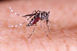 התגלו יתושים נגועים בנגיף קדחת מערב הנילוס