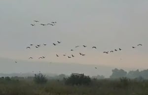 במהלך הבוקר: 56,000 עגורים נספרו באגמון