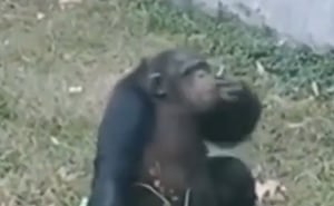 צפו: שימפנזה מעשנת סיגריה בגן החיות