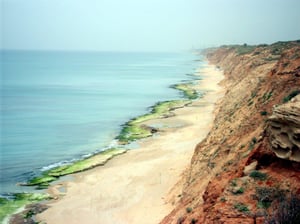 גלריה מרהיבה וצבעונית מחוף השרון • צפו