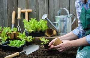 בארבעה צעדים: כך תיצרו גינת ירק בחצר הפרטית שלכם