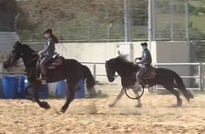 צפו: סיור מיוחד ביחידת הסוסים המשטרתית