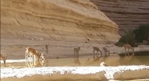 מחזה מרהיב: משפחת יעלים שותה מהנחל