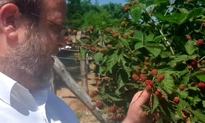 אוהבים 'פטל'? צפו וגלו כמה חרקים יש בו