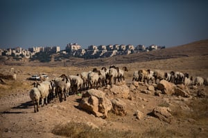 מדבר יהודה