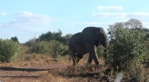 פיל בפארק הלאומי צאבו שבאפריקה