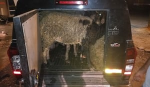 השוטרים עצרו את הרכב ומצאו 8 כבשים