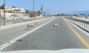 תוך דקות: כ-80 יעלים חצו את כביש 90. צפו