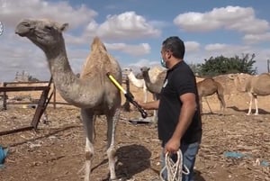 צפו: פעילות אכיפה משטרתית נגד מחזיקי גמלים