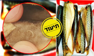 כמה תולעי 'אניסקיס' יש בדג מקרל אחד? • צפו