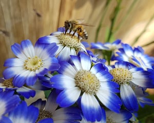 מדוע גם האדם וגם הדבורים מעדיפים את הצבע הכחול?